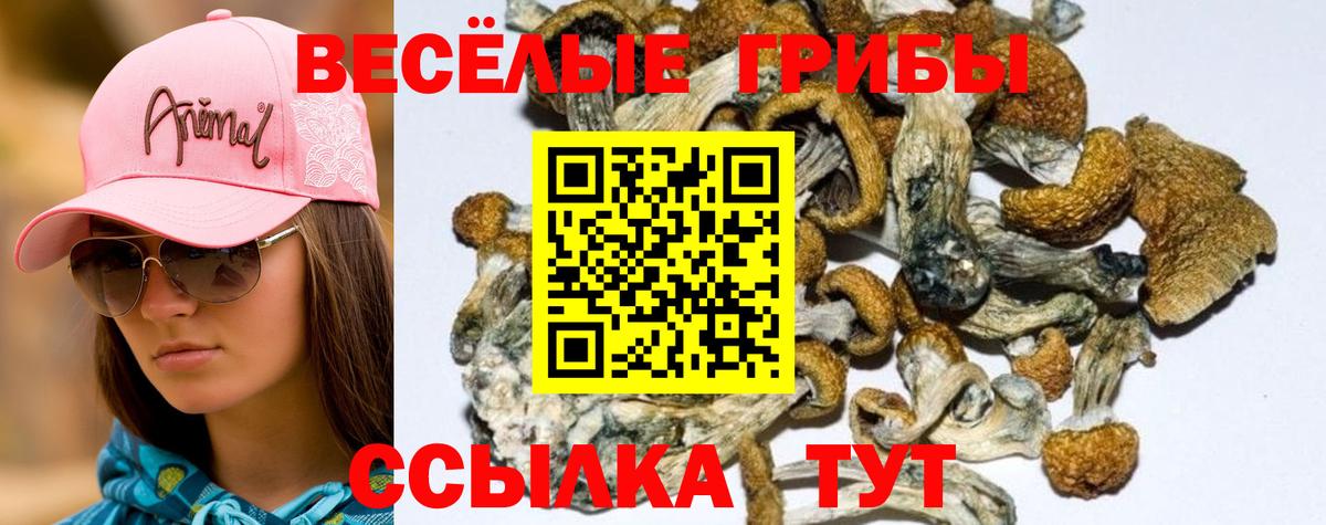 купить  сайты  Вход с VPN  Карачаевск  Псилоцибиновые грибы прущие грибы 